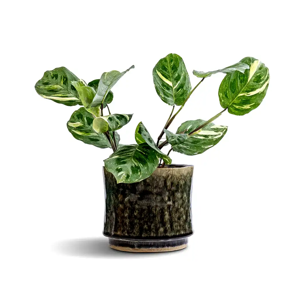 Maranta leuconeura var. kerchoveana - Variegated Rabbit&#39;s Foot &amp; Nolan Plant Pot - Pine
