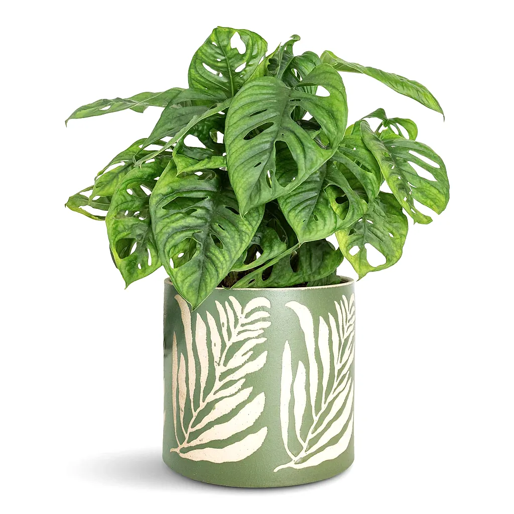 Monstera adansonii Monkey Mask 15x40cm Leaf Pot Green 