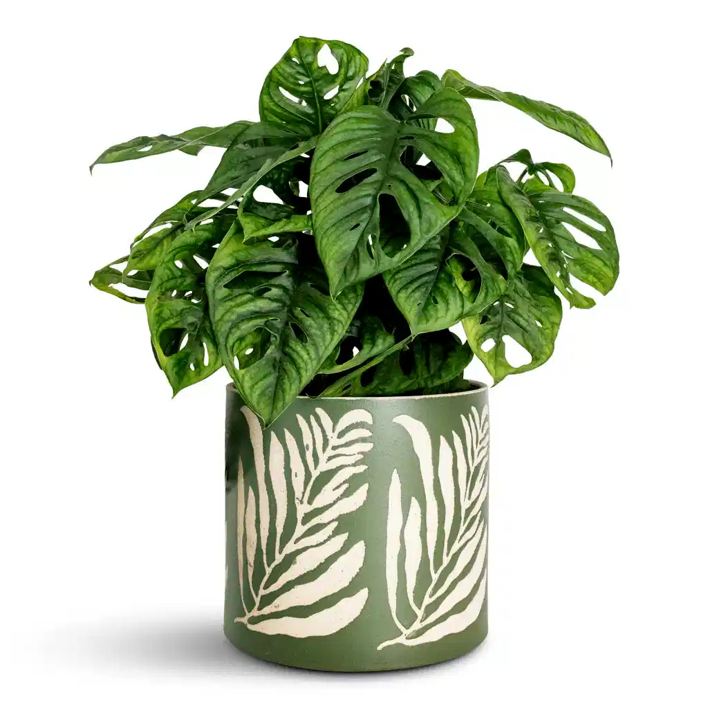 Monstera adansonii Monkey Mask 15x40cm Leaf Pot Green 