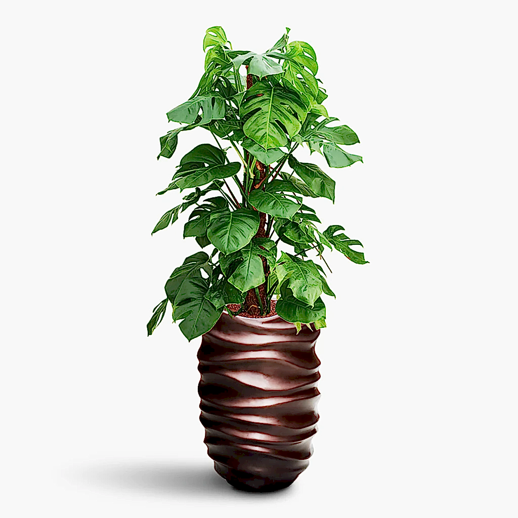 Monstera deliciosa Moss Pole HydroCare in Gradient Lee Partner - Matt Coffee - 40 x 146cm