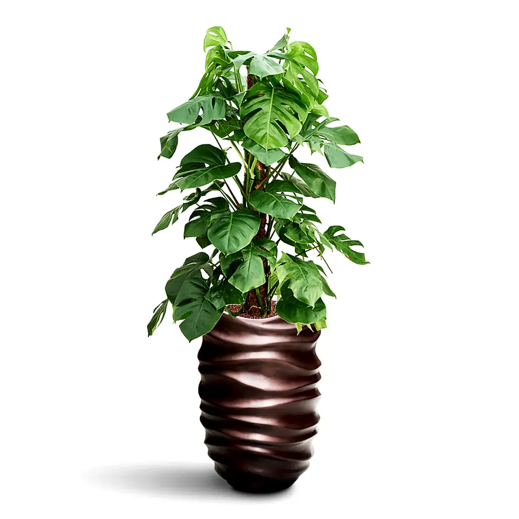 Monstera deliciosa Moss Pole HydroCare in Gradient Lee Partner - Matt Coffee - 40 x 146cm