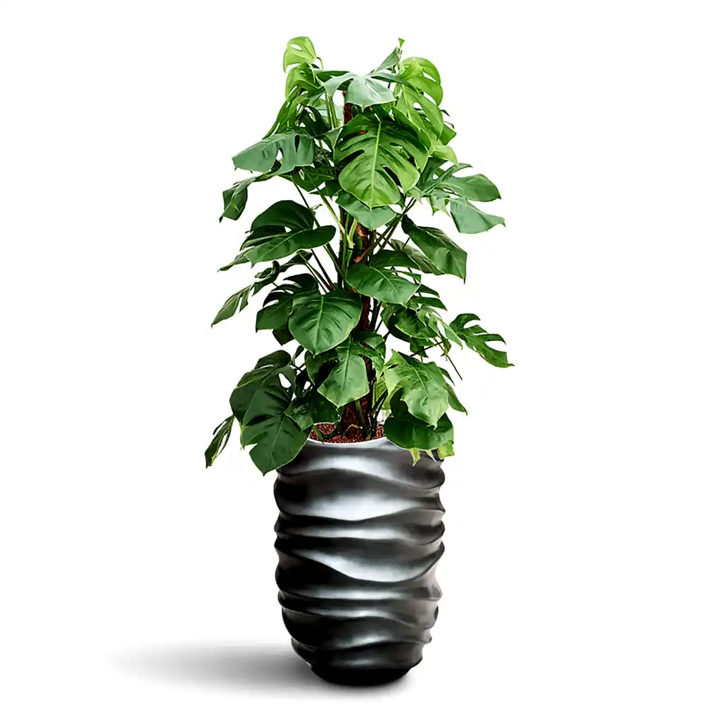 Monstera deliciosa Moss Pole HydroCare in Gradient Lee Partner - Matt Grey - 40 x 146cm