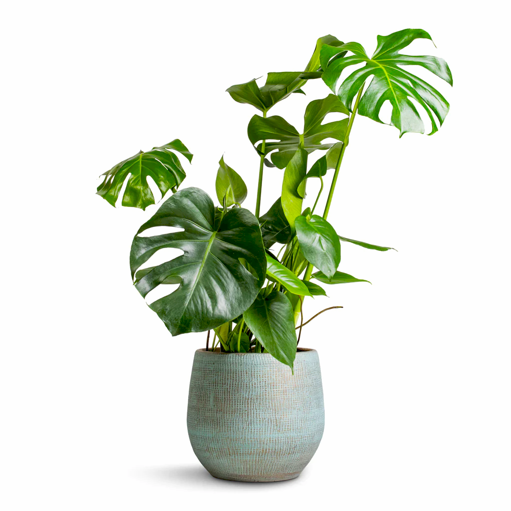Monstera deliciosa Swiss Cheese Plant - 21x70cm In Ryan Plant Pot Blue Gold - 31x28cm