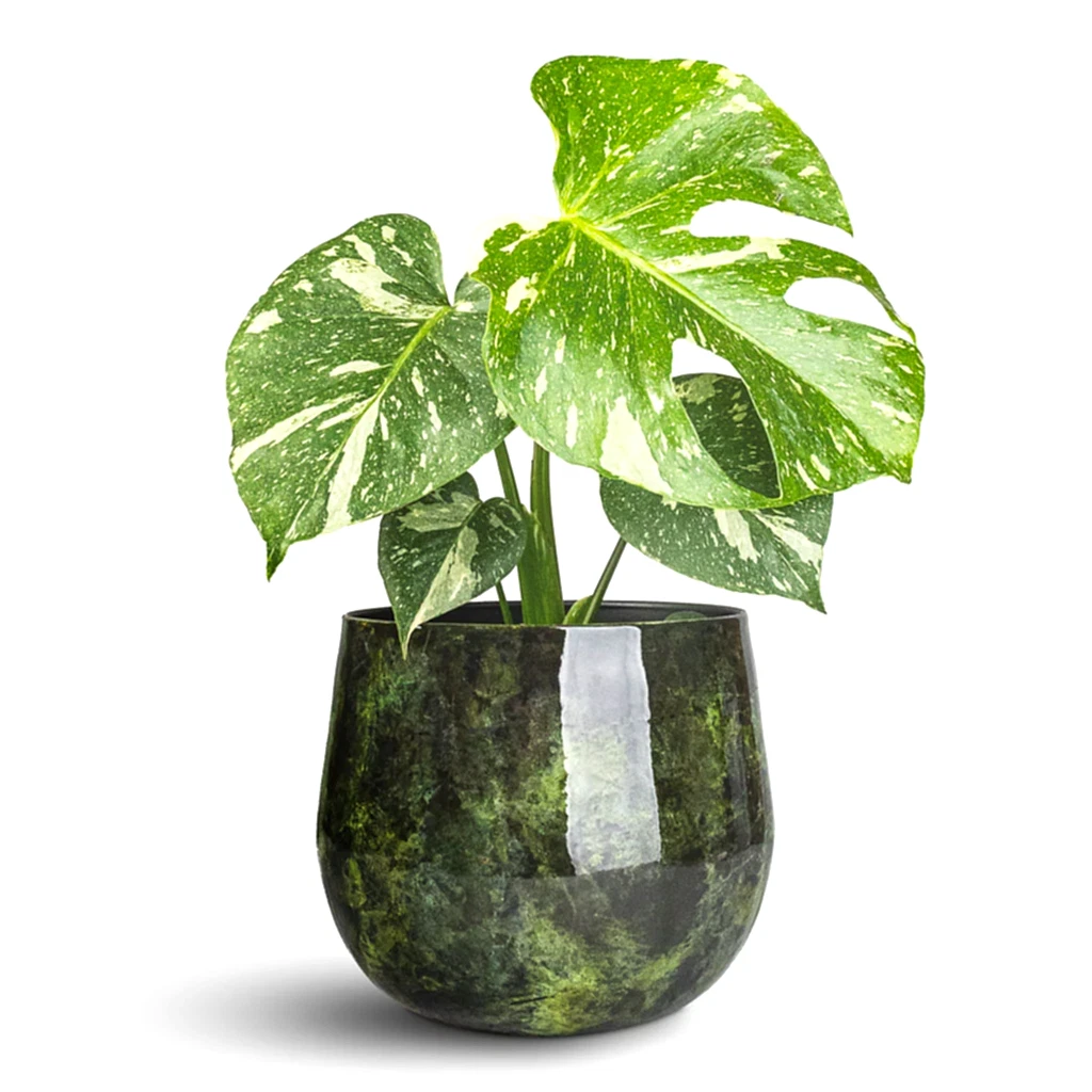 Monstera deliciosa Variegated Swiss Cheese Plant In Emmie Metal Pot Mystic Green