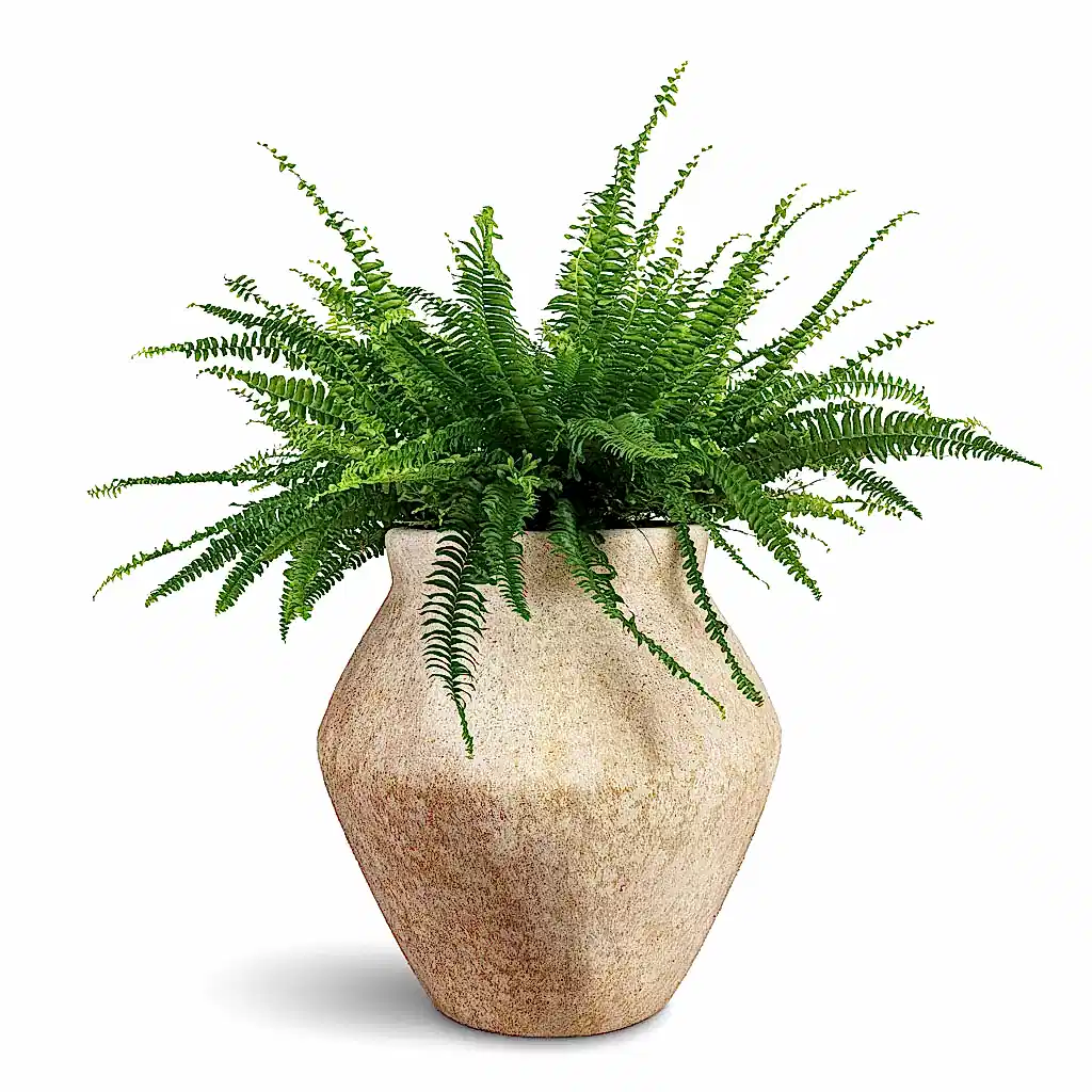 Nephrolepis exaltata Bostoniensis Boston Fern - 19x50cm & Fleuri Mineral Planter Travertine - 46x46cm