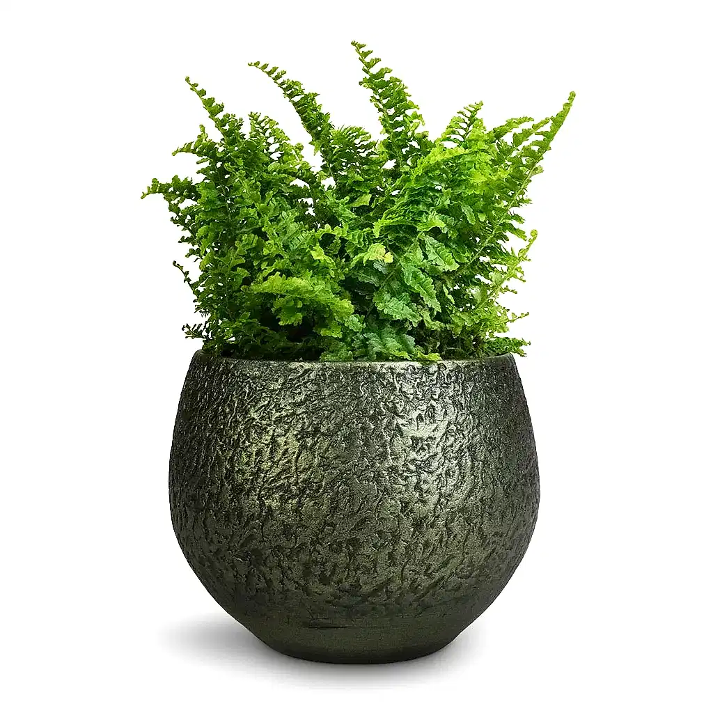 Nephrolepis exaltata Vitale - Compact Sword Fern & Noor Plant Pot - Velvet Green