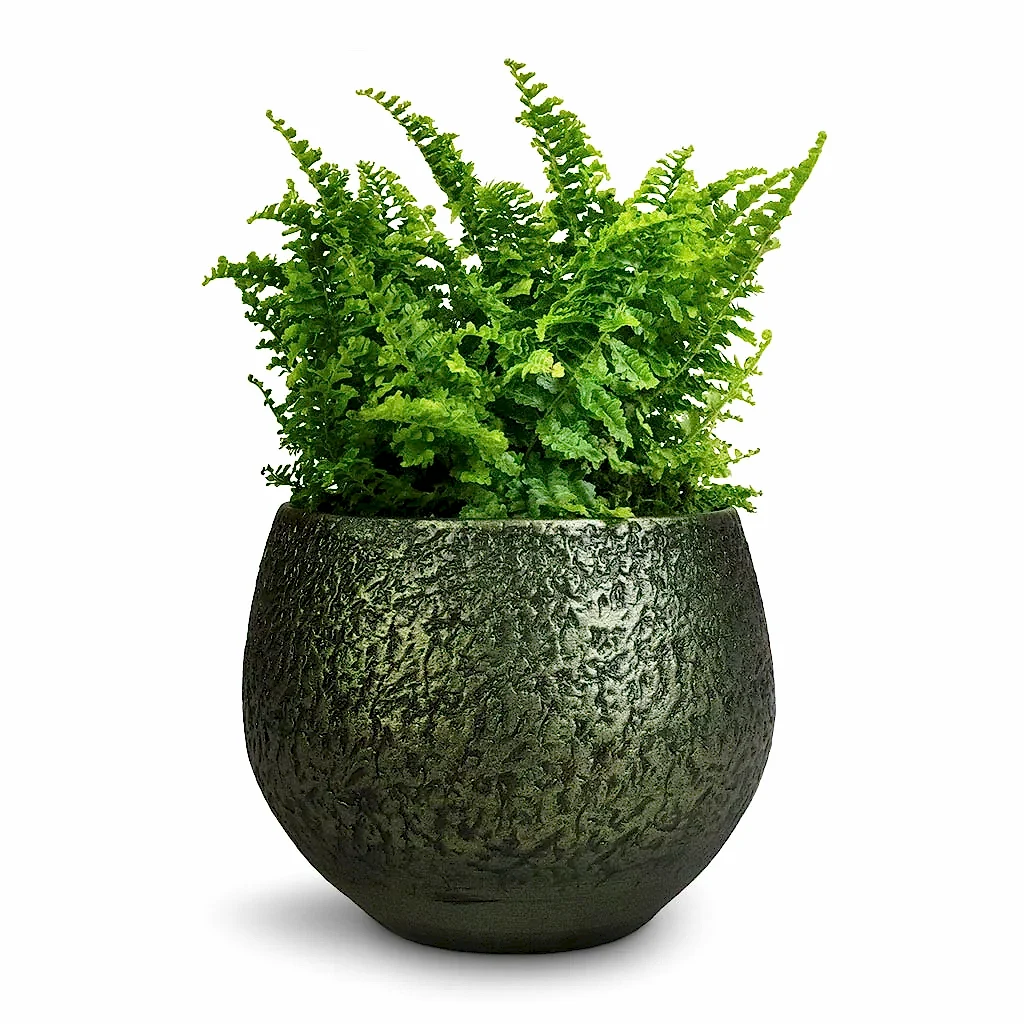 Nephrolepis exaltata Vitale - Compact Sword Fern &amp; Noor Plant Pot - Velvet Green