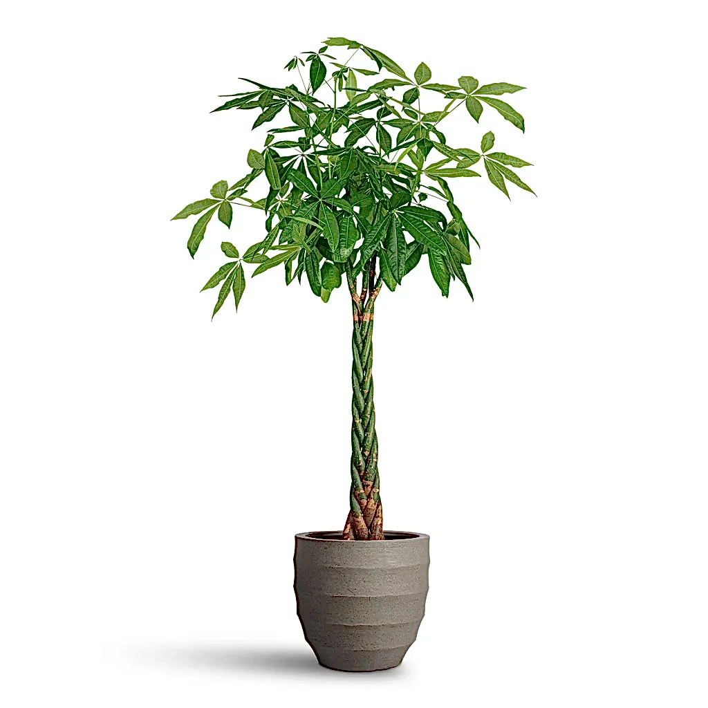 Pachira aquatica Money Tree - 35x180cm &amp; Bordo New Egg Pot Planter Clay - 45x38cm