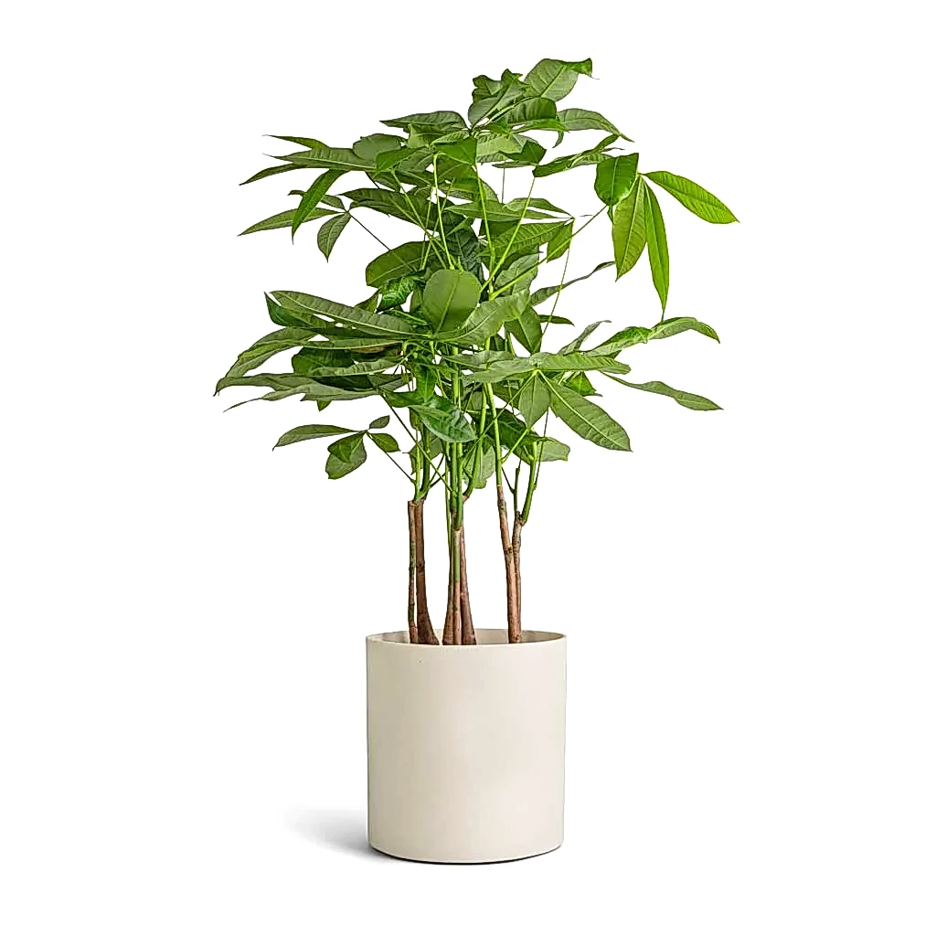 Pachira aquatica - Multi Stem - Money Tree & Puk Refined Planter - Natural White