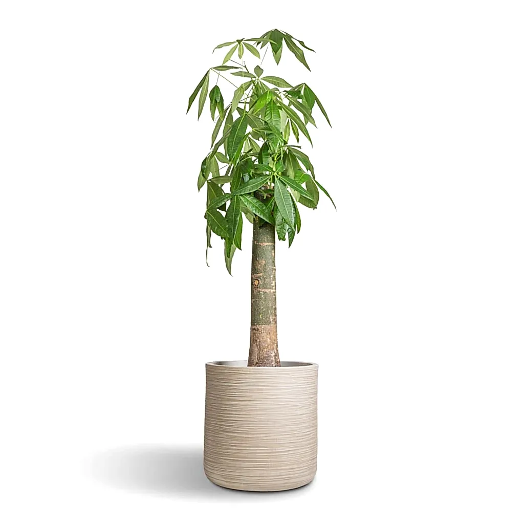 Pachira aquatica - Thick Trunk - Money Tree & Dune Cylinder Planter