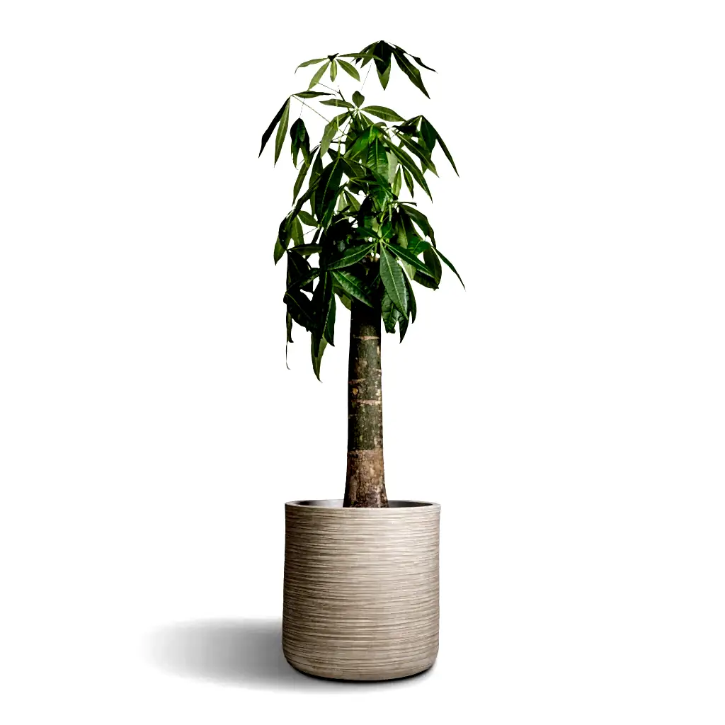 Pachira aquatica - Thick Trunk - Money Tree &amp; Dune Cylinder Planter