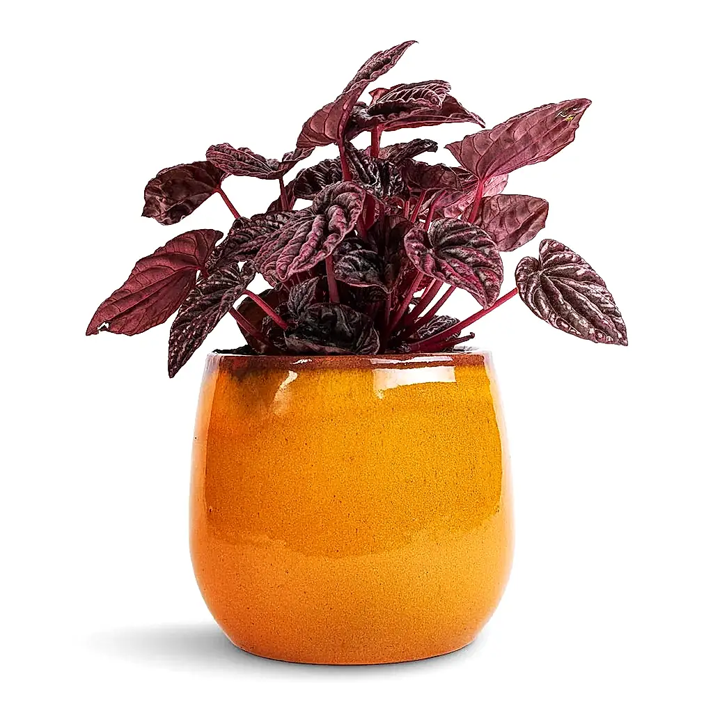 Peperomia caperata Red Luna & Charlotte Plant Pot - Spiced Ochre