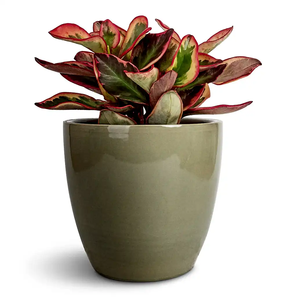 Peperomia clusiifolia Jelly - Variegated Red Edged Radiator Plant & Sven Plant Pot - Mint