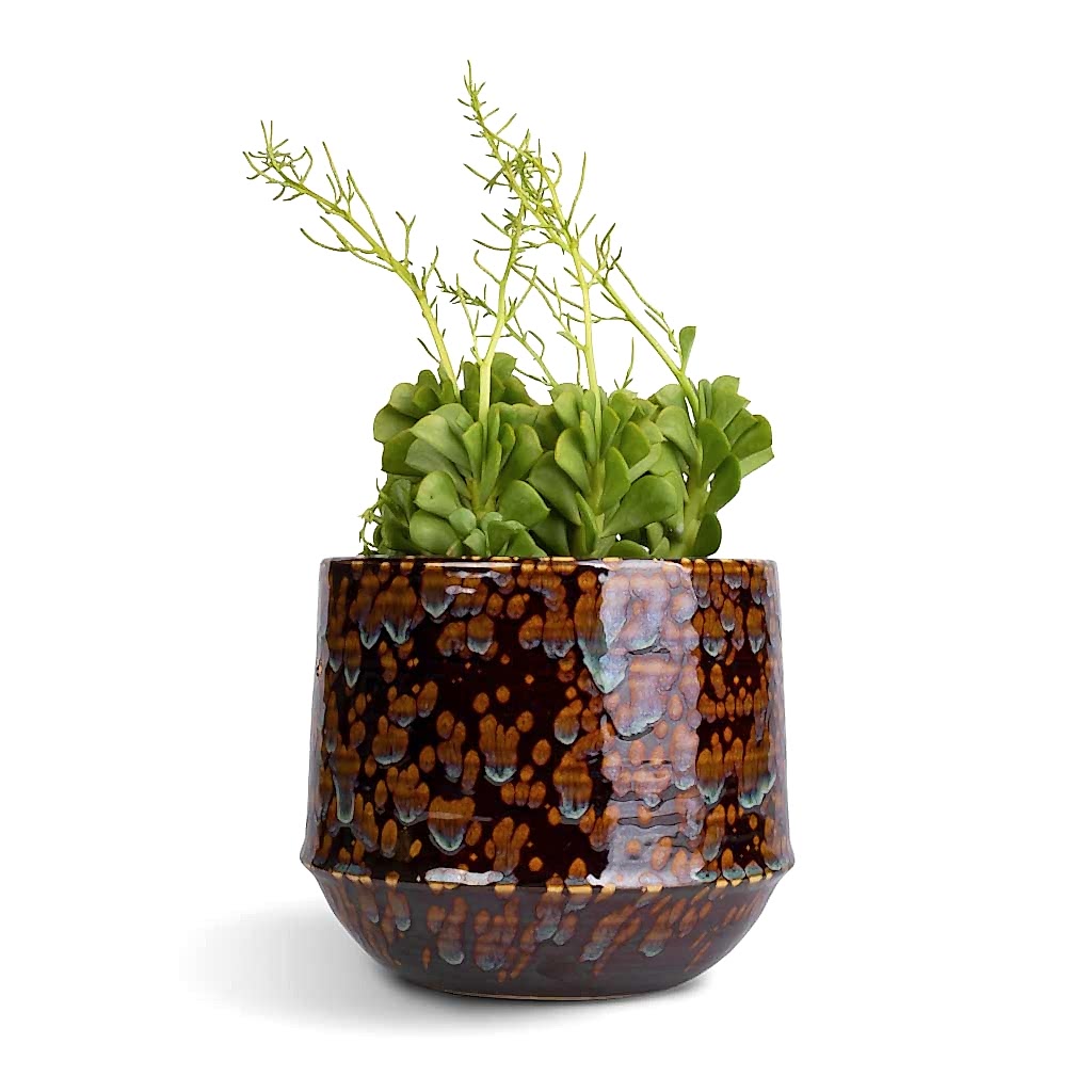 Peperomia dolabriformis - Prayer Pepper & Noud Plant Pot - Marrakesh
