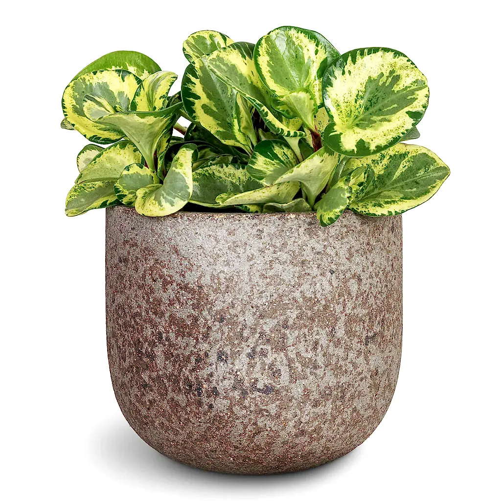 Peperomia obtusifolia Golden Gate Baby Rubber Plant - 20x40cm & Cody Cement Stone Plant Pot Granite Grey - 25x22cm
