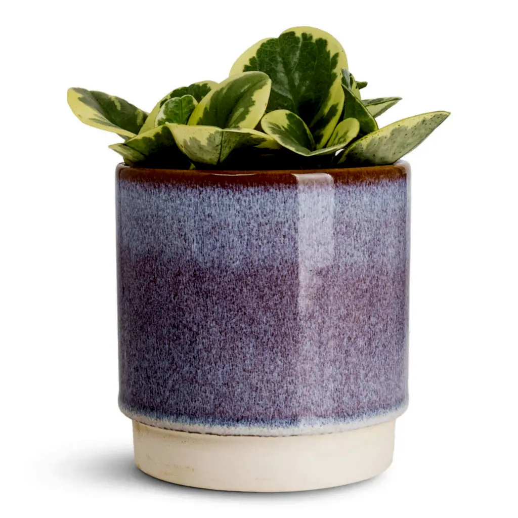 Peperomia obtusifolia Variegata - 12x20cm In Copenhagen Pot Blue - 18.5x9.5cm