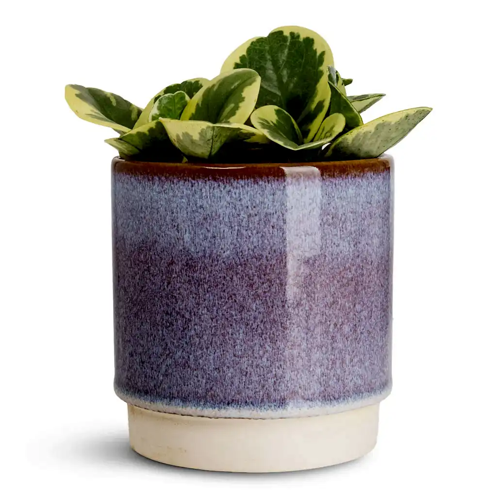 Peperomia obtusifolia Variegata - 12x20cm In Copenhagen Pot Blue - 18.5x9.5cm