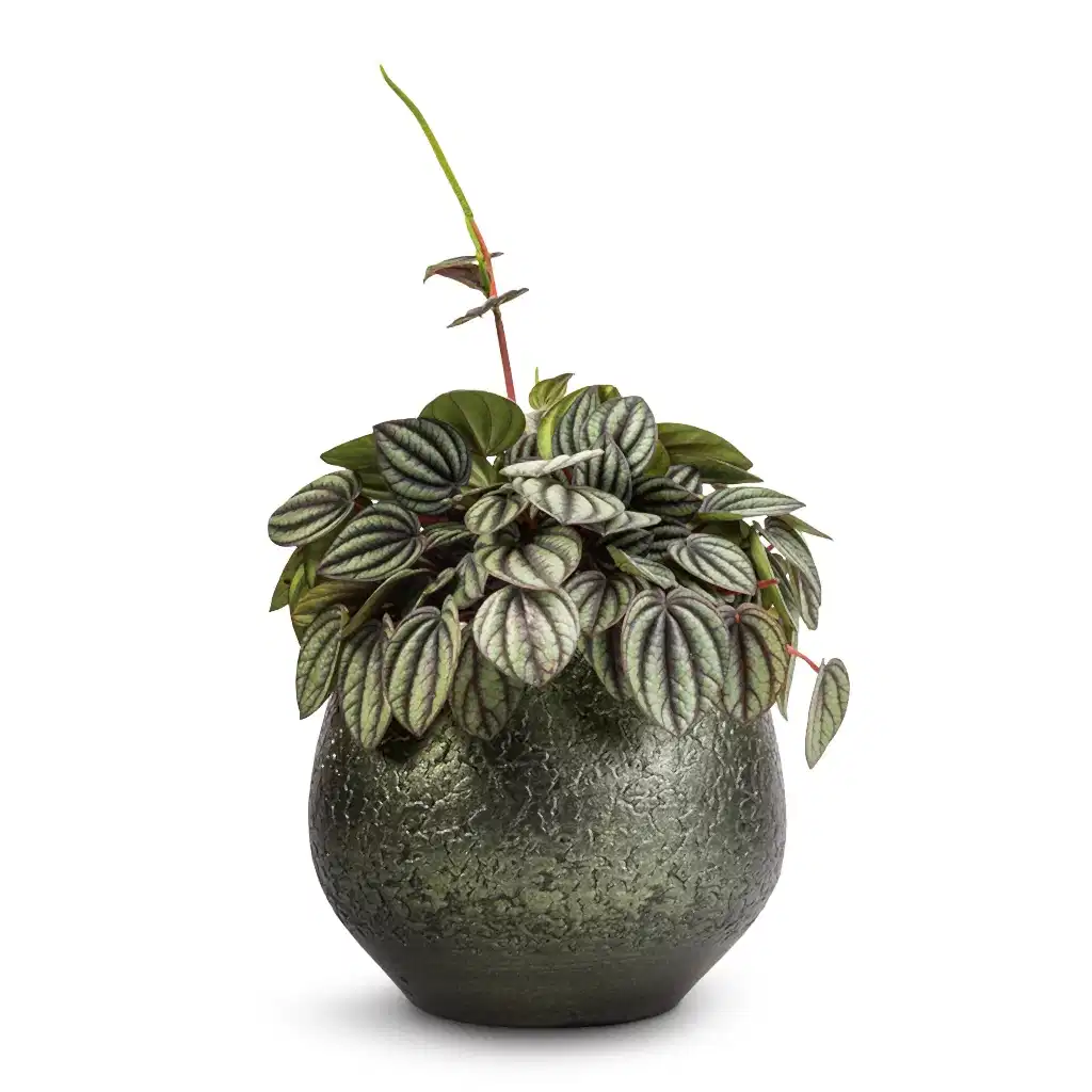 Peperomia Piccolo Banda & Noor Plant Pot - Velvet Green