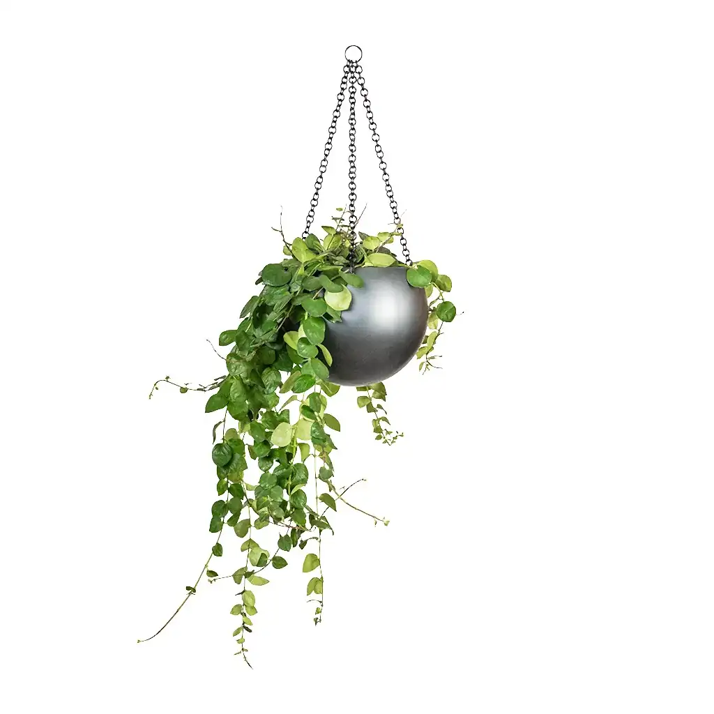 Aeschynanthus Pink Polka - Lipstick Plant & Gradient Hanging Plant Globe - Matt Grey