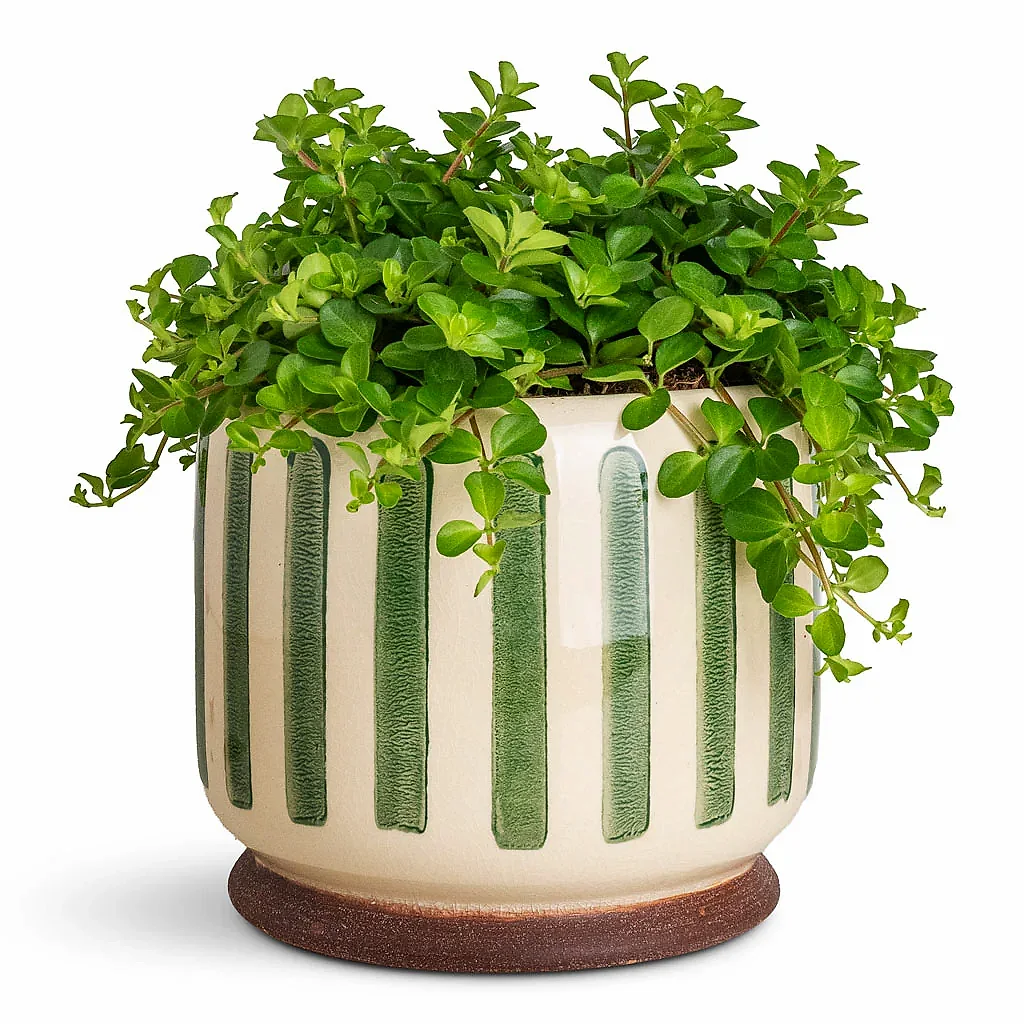 Peperomia rotundifolia Trailing Jade Stripe Pot Green