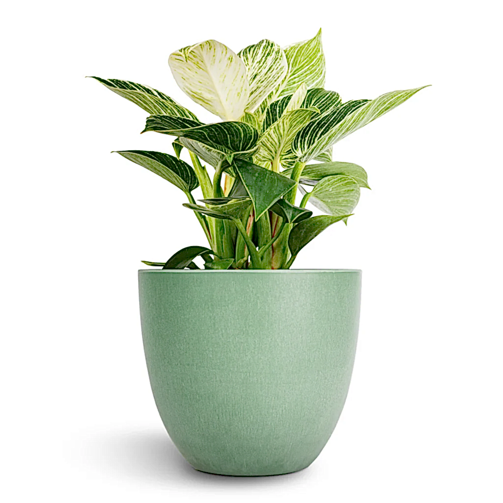 Philodendron Birkin - White Wave & Bola Artstone Plant Pot - Thyme