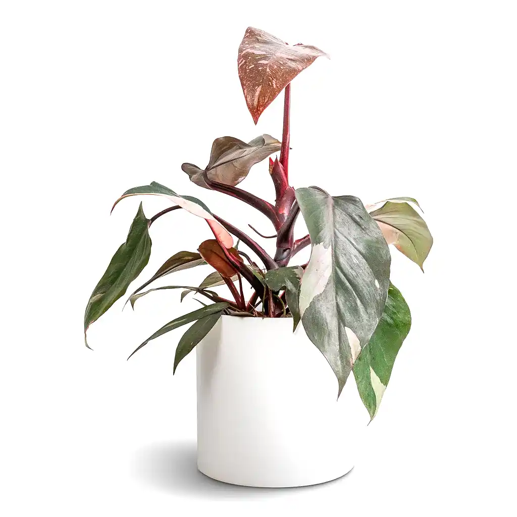 Philodendron erubescens Pink Princess & Puk Essentials Planter - Matt White