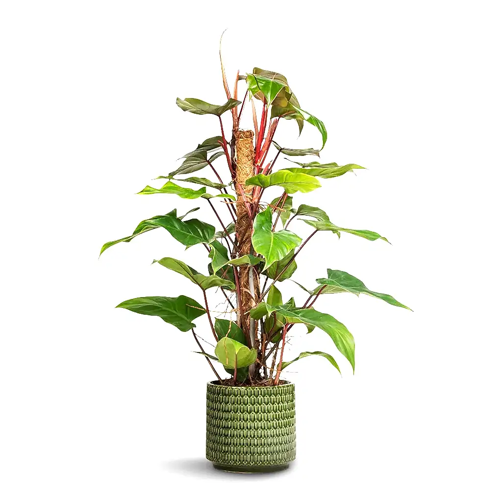 Philodendron erubescens Red Emerald - Moss Pole & Flor Plant Pot - Green