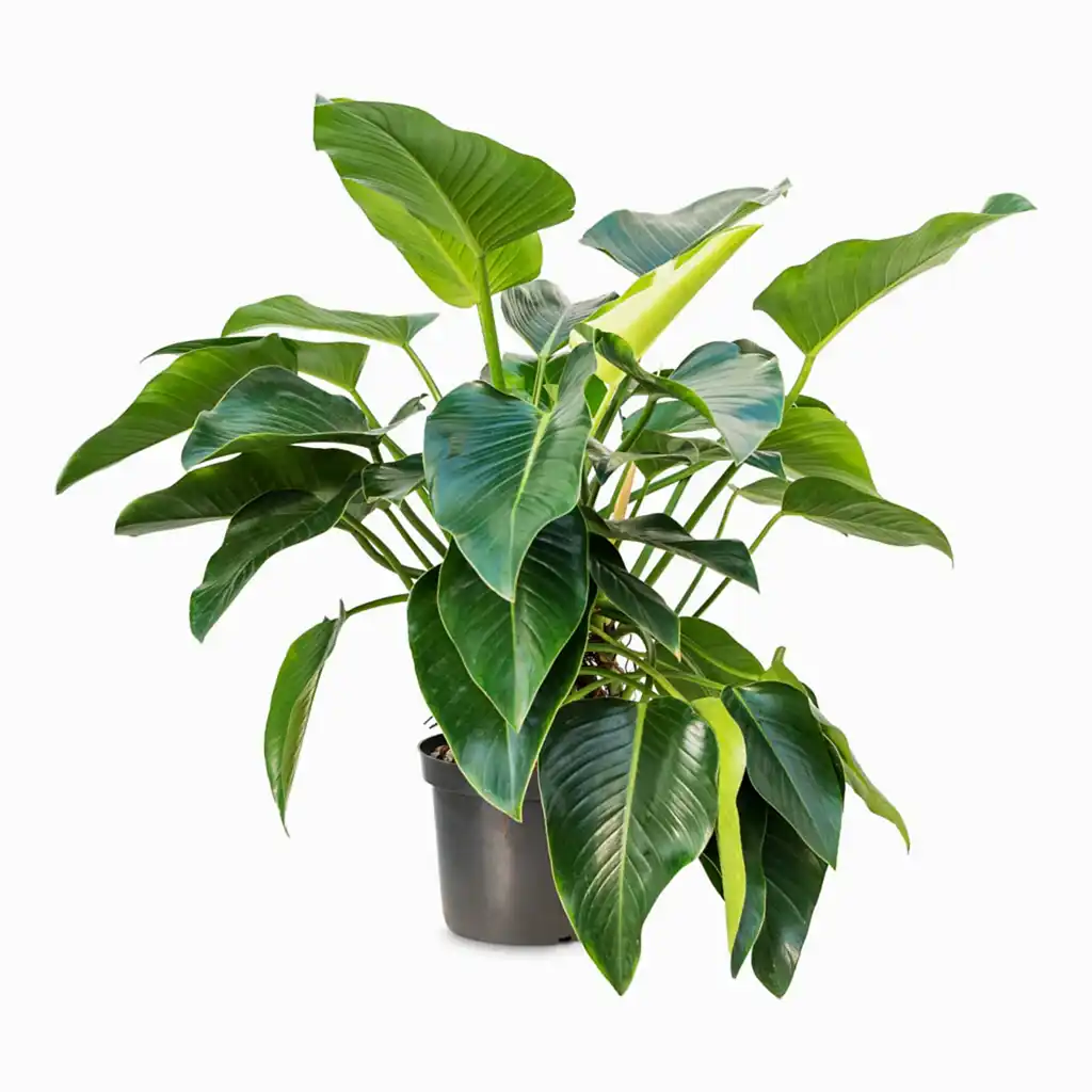 Philodendron Green Beauty - 30 x 110cm