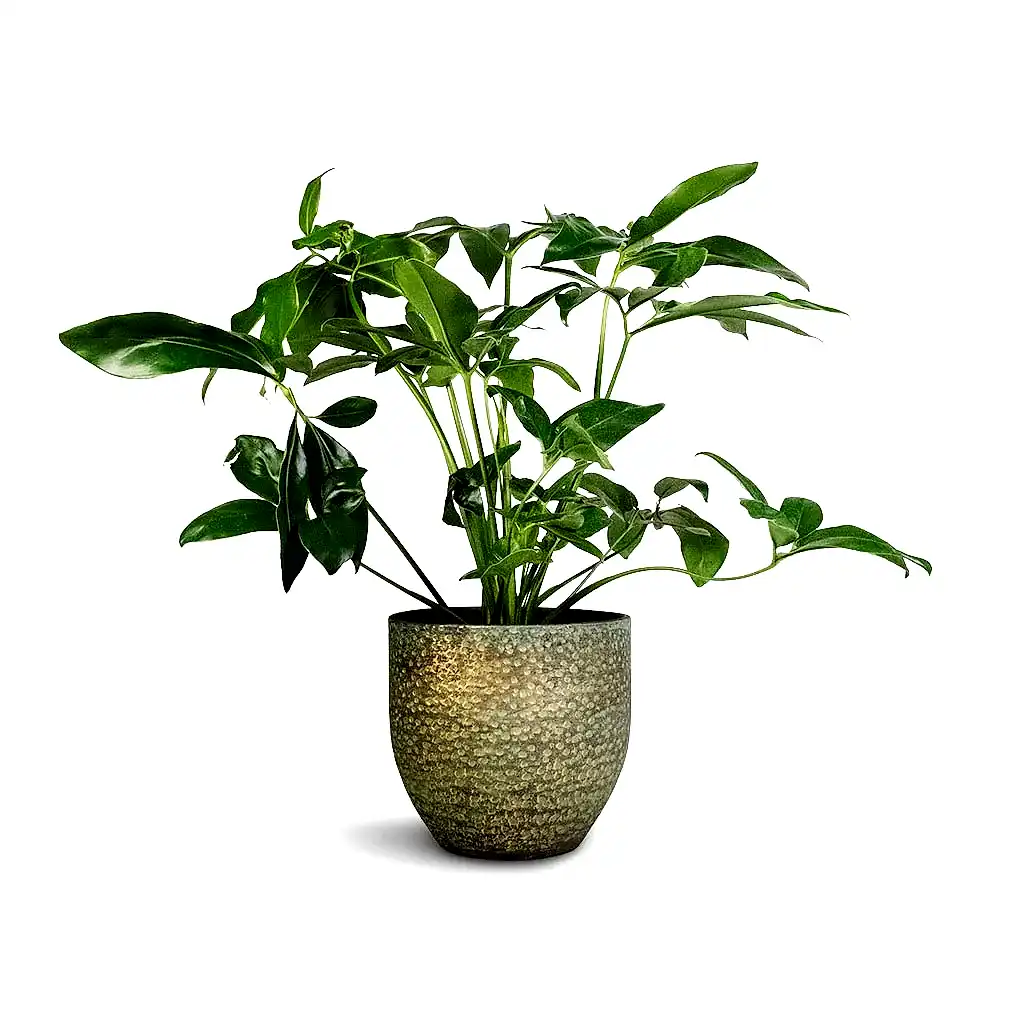 Philodendron Green Wonder & Rinca Plant Pot - Shiny Green