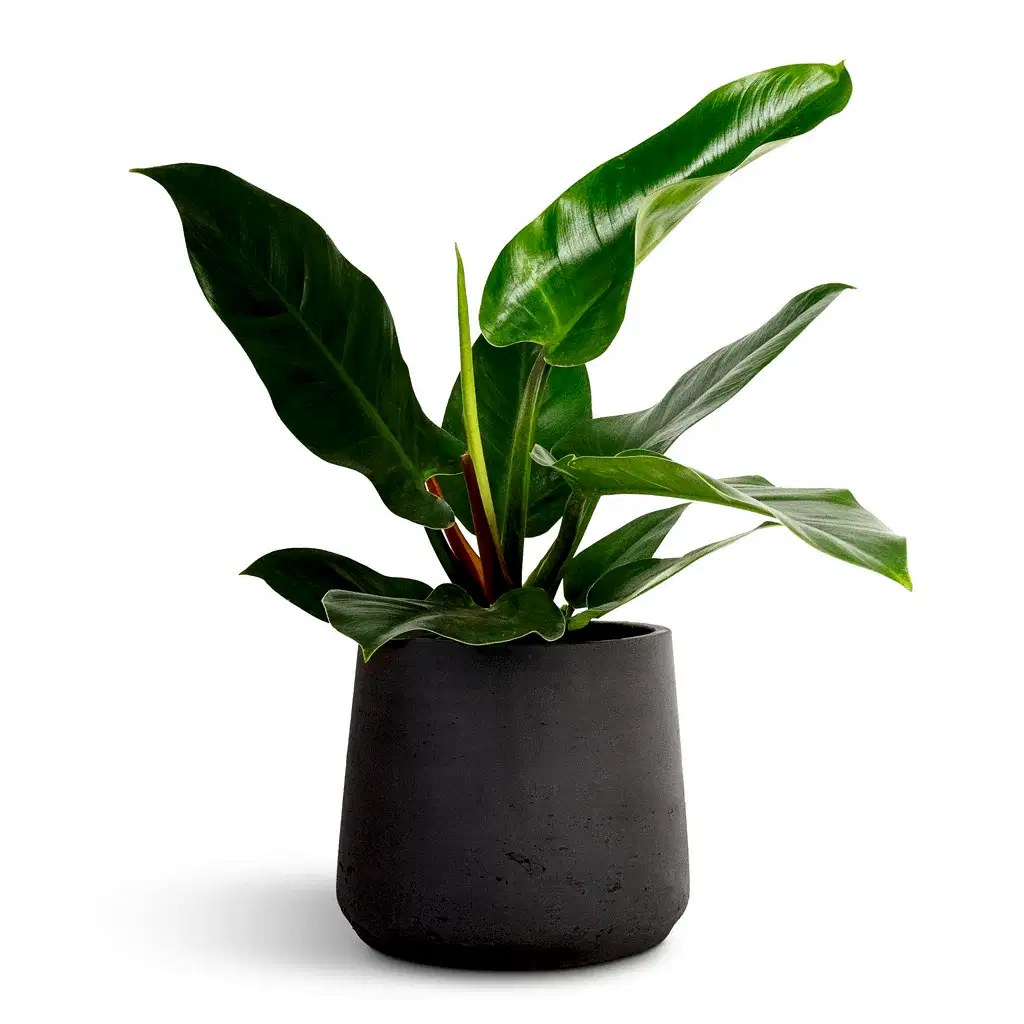 Philodendron Imperial Green & Patt Plant Pot - Black Washed
