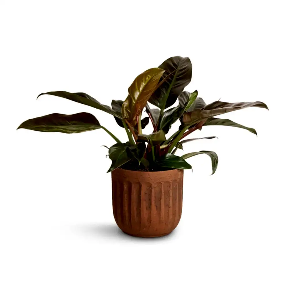 Philodendron Imperial Red & Duncan Plant Pot - Rust