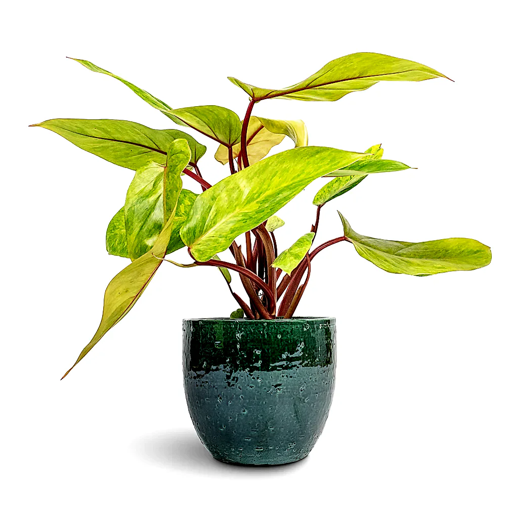 Philodendron Painted Lady - 12x30cm & Jolin Plant Pot Forest - 16x14cm