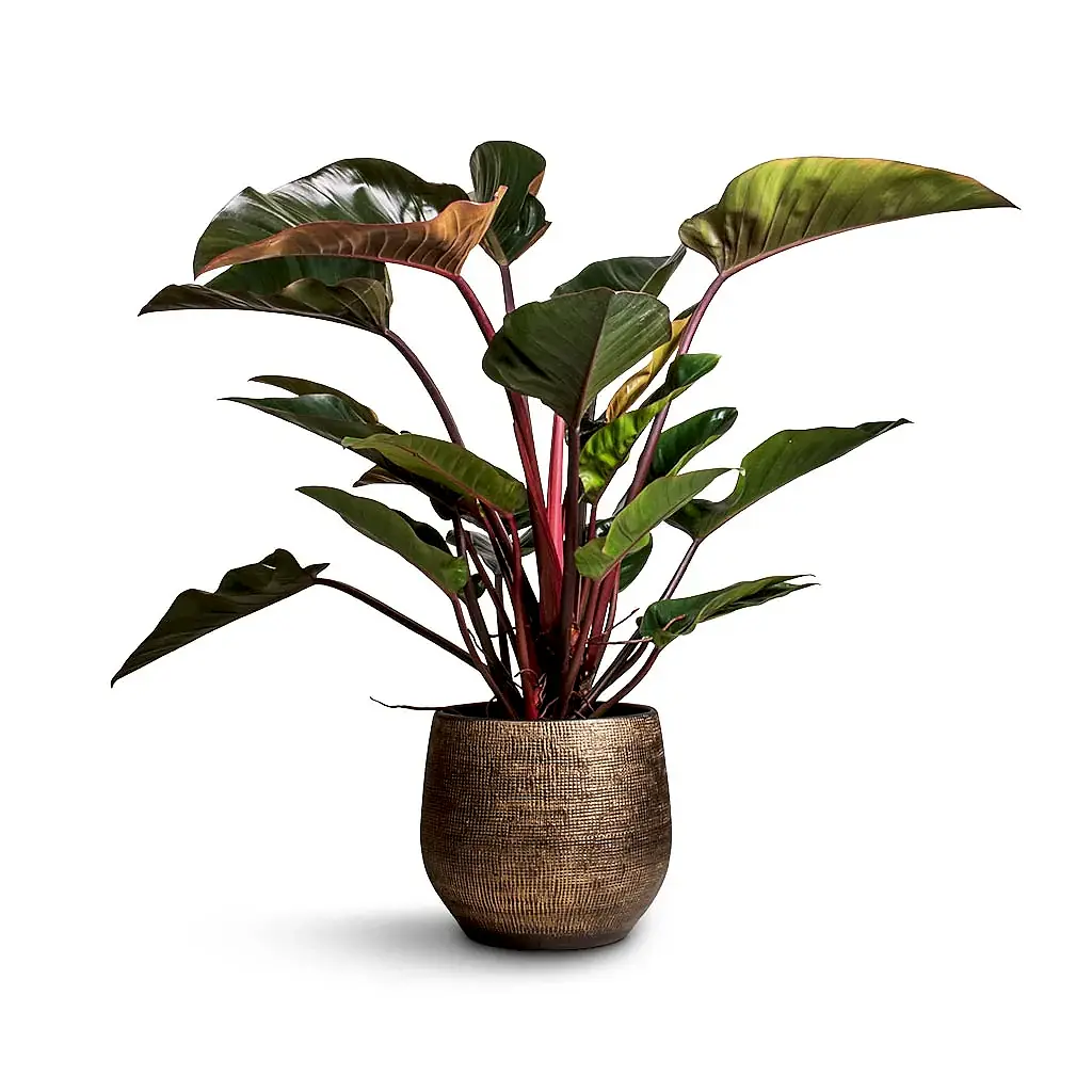 Philodendron Red Beauty & Ryan Plant Pot - Shiny Gold