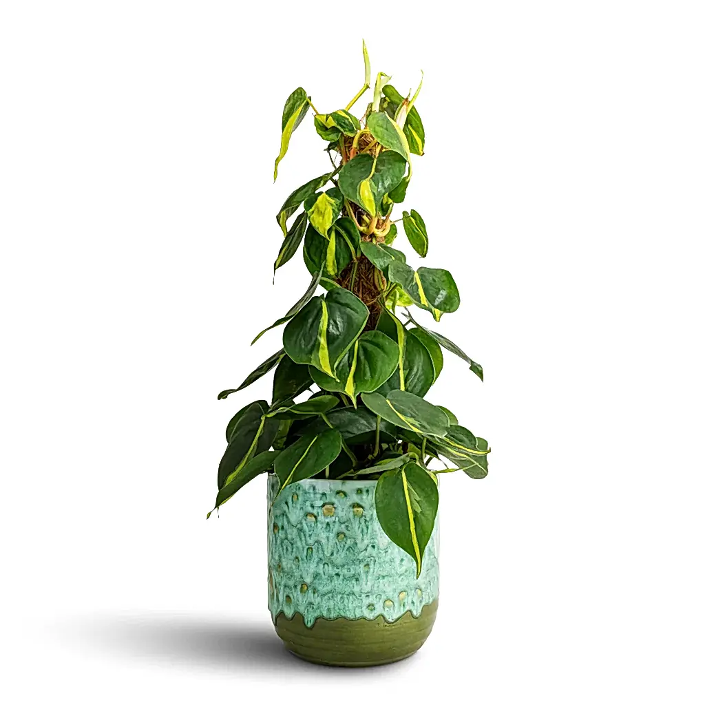Philodendron scandens Brasil - Sweetheart Plant - Moss Pole & Ocean Glaze Plant Pot - Emerald