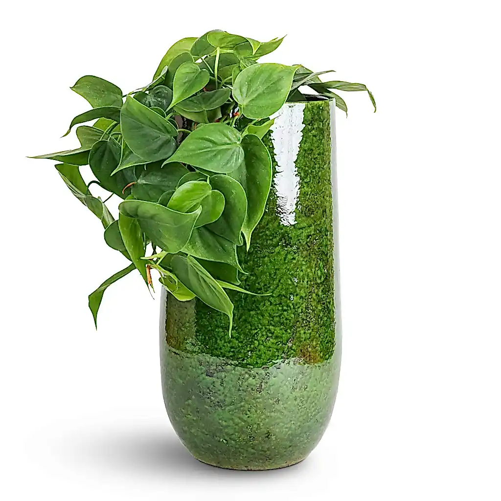 Philodendron scandens - Sweetheart Plant & Aimee Tall Plant Vase - Pear