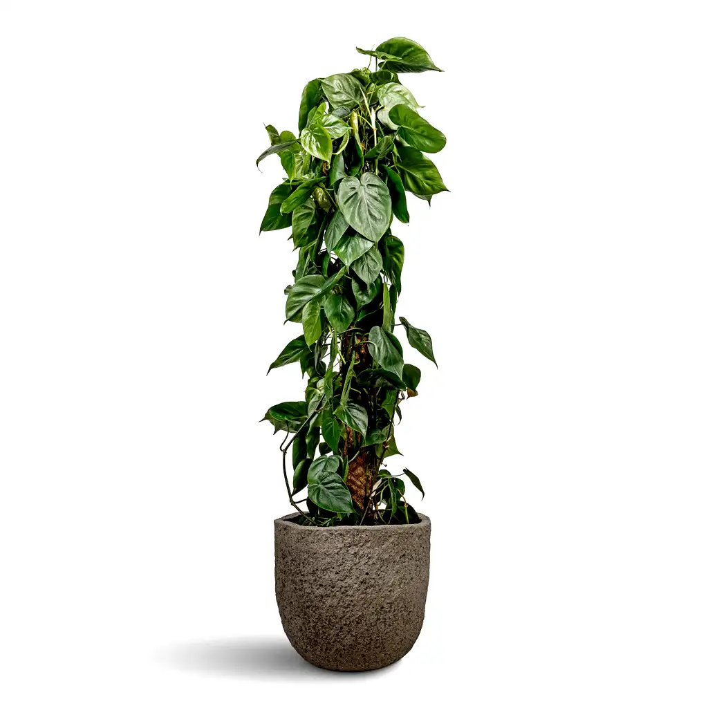 Philodendron scandens Sweetheart Plant Moss Pole - 27x150cm In Russell Mountain Planter Granite Grey - 42x36cm