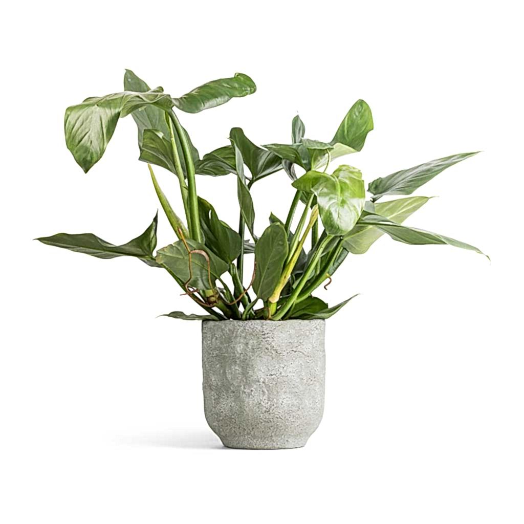 Philodendron Silver Queen & Dave Plant Pot - Earth