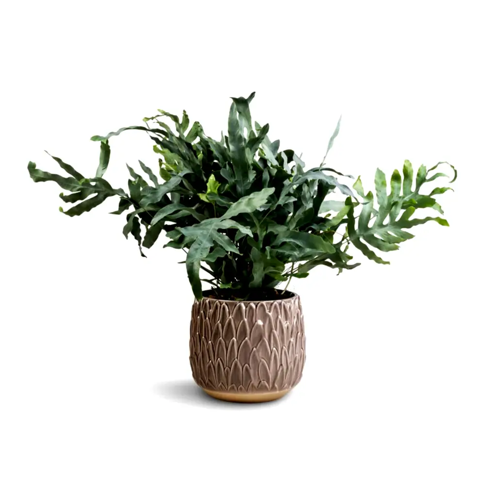 Phlebodium Blue Star - Blue Star Fern & Arles Leaf Plant Pot - Mocha
