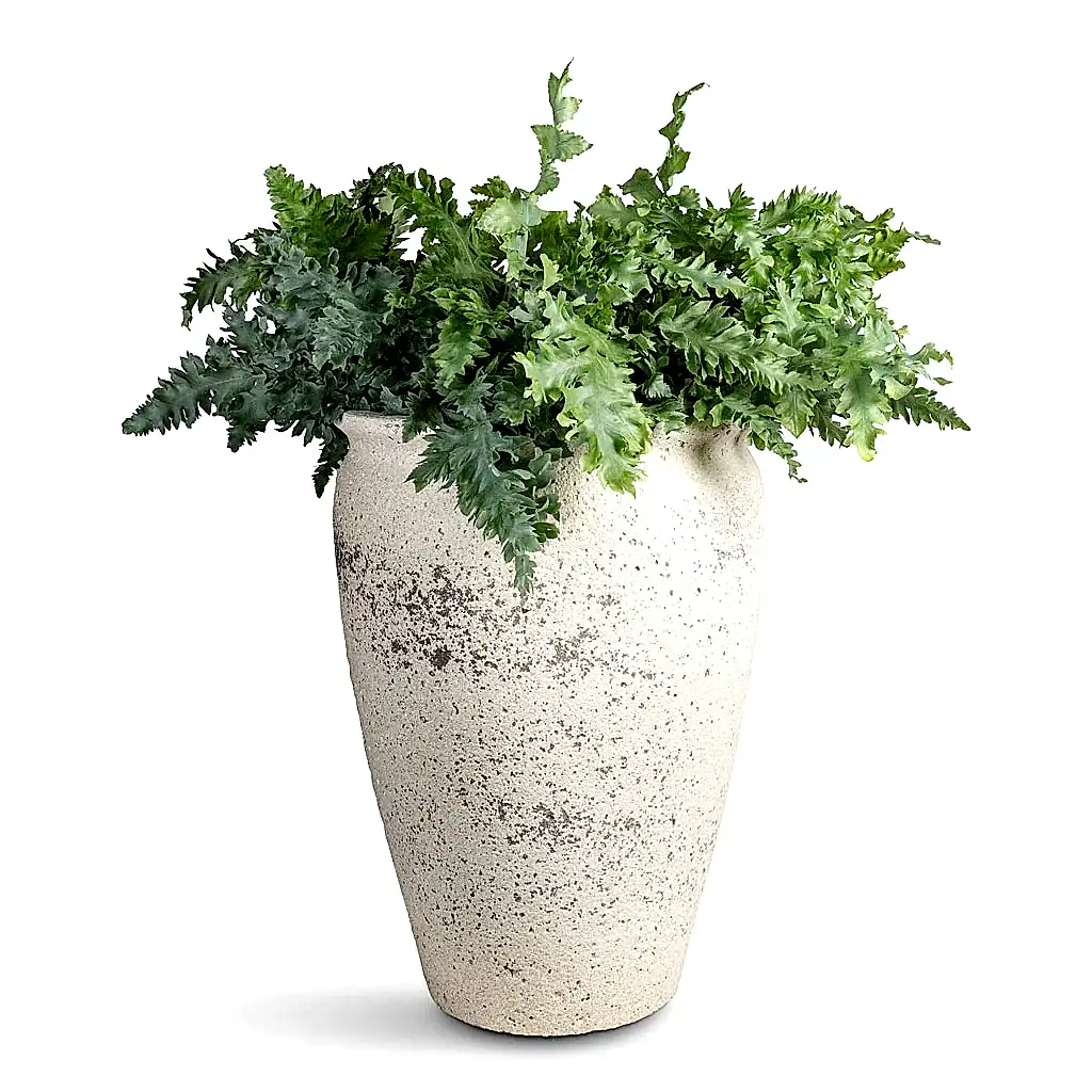 Phlebodium davana -20x55cm Artemis Mediterranean Planter Chalk White - 42.5x58cm 