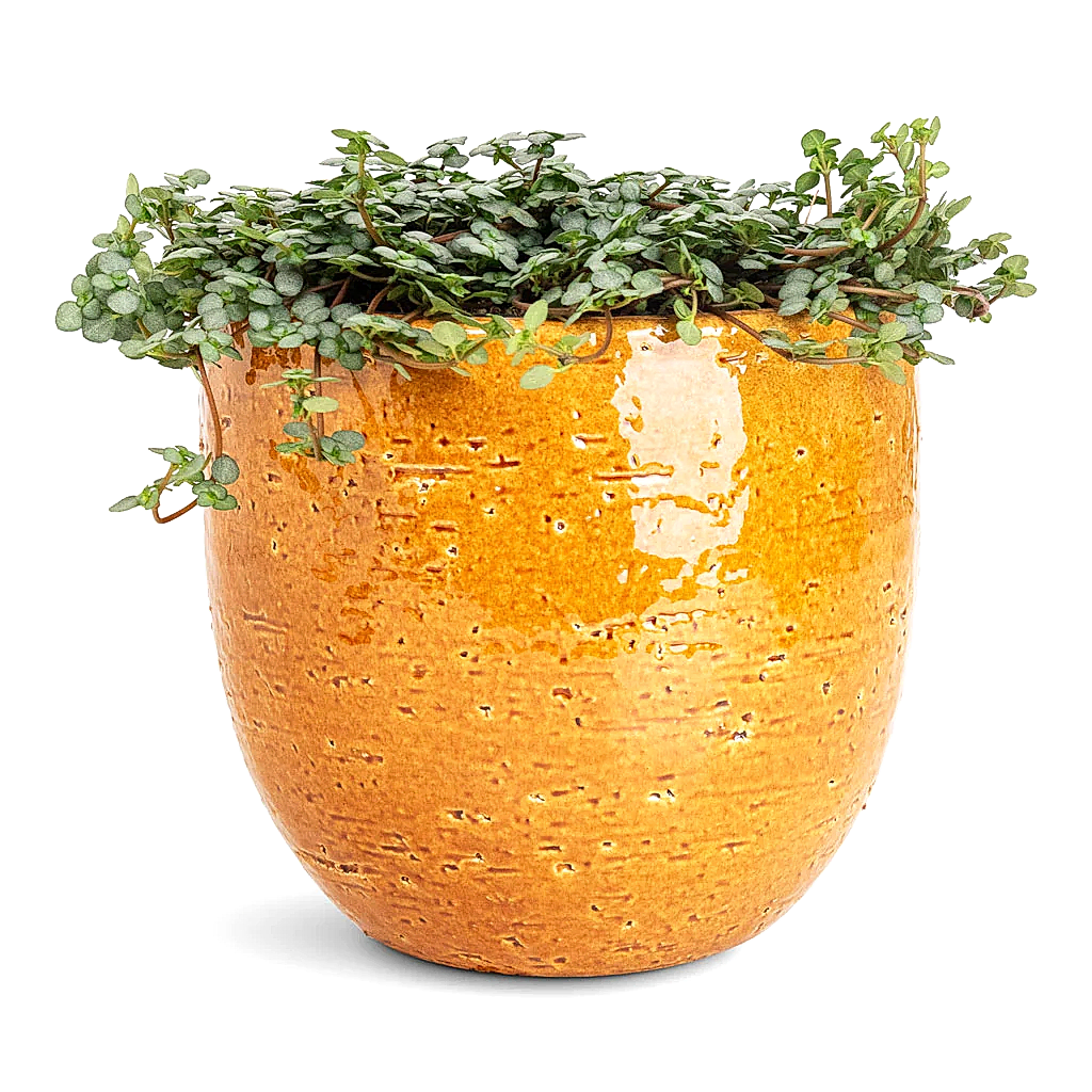 Pilea glaucophylla Greyzy Silver Sparkles - 12x20cm In Jolin Pot Ochre - 14x13cm