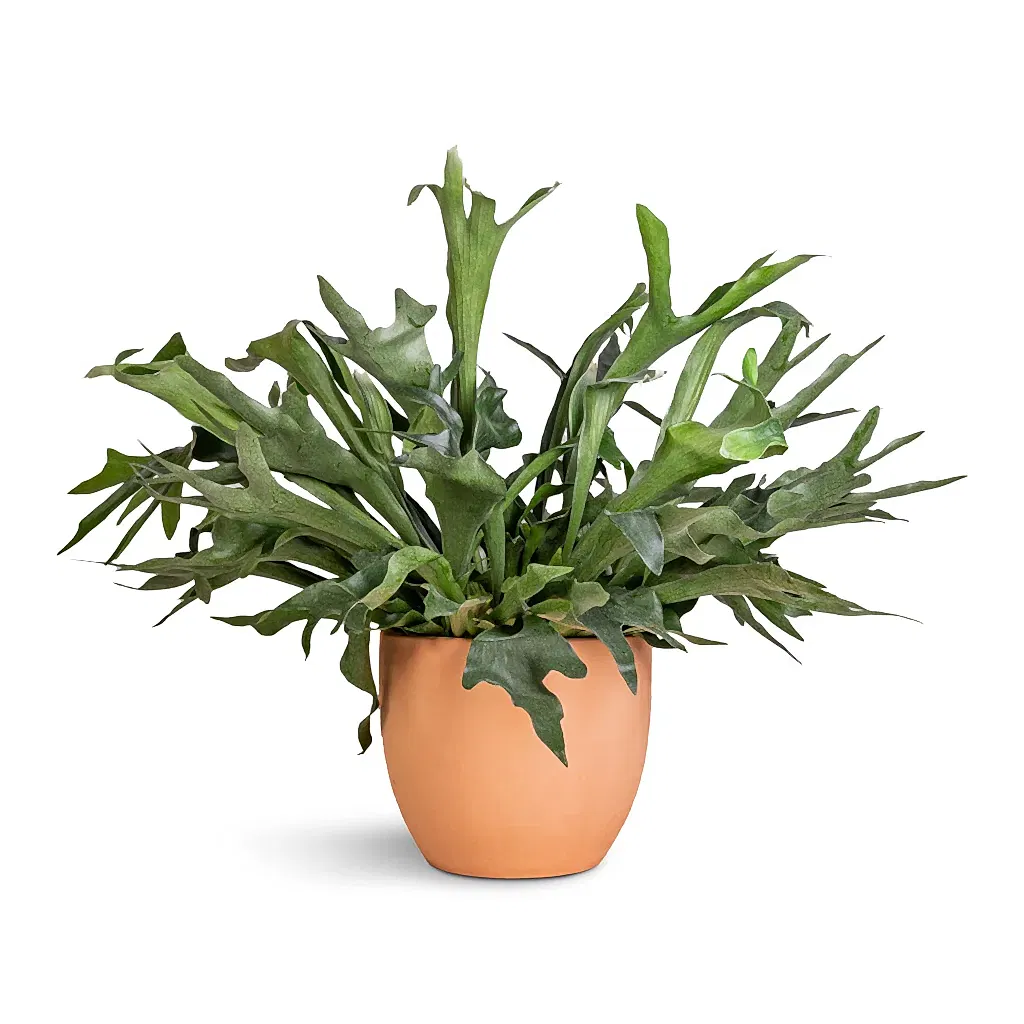 Platycerium bifurcatum - Common Staghorn Fern & Terracotta Plant Pot