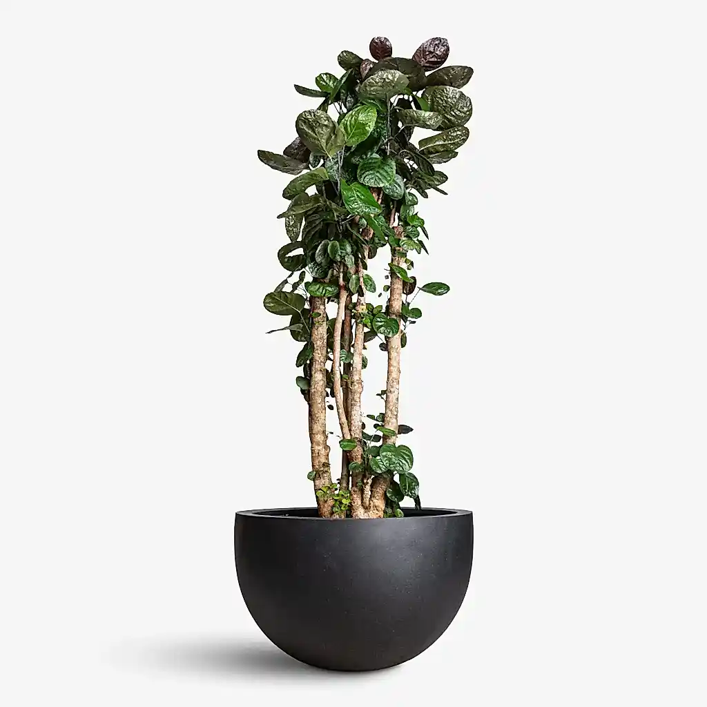 Polyscias Fabian Aralia In Bowl Natural Planter Black