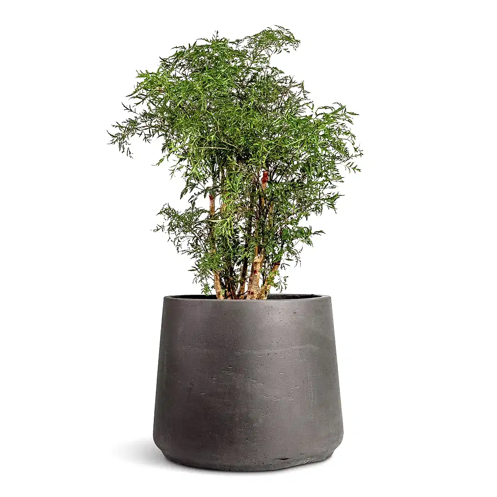 Polyscias Ming Aralia Ming 19x60cm In Patt Plant Pot Black Washed - 34x29cm