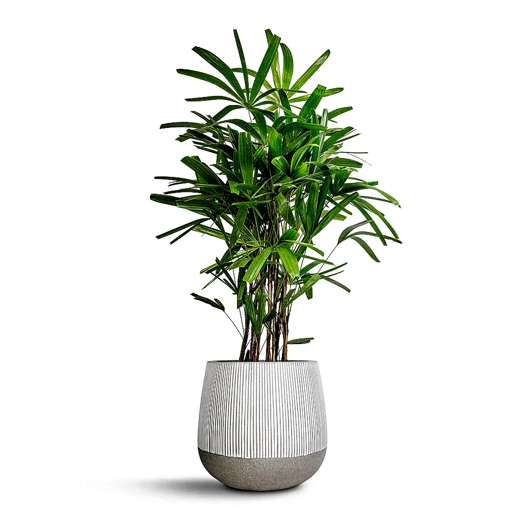 Rhapis excelsa - Lady Palm &amp; Pax Plant Pot - Ridged White Stripe