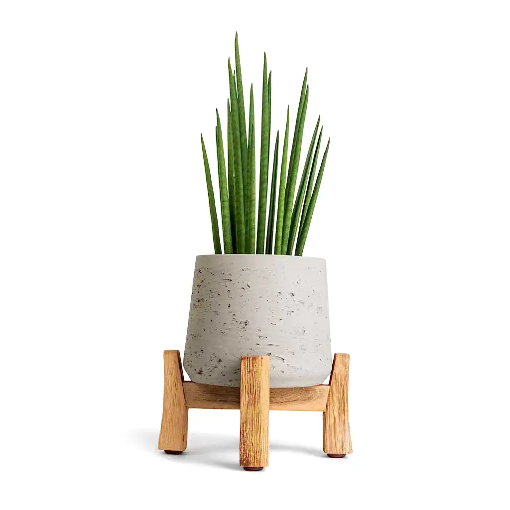 Sansevieria bacularis Mikado - Snake Plant & Plant Pot - Low Stand - Grey Washed