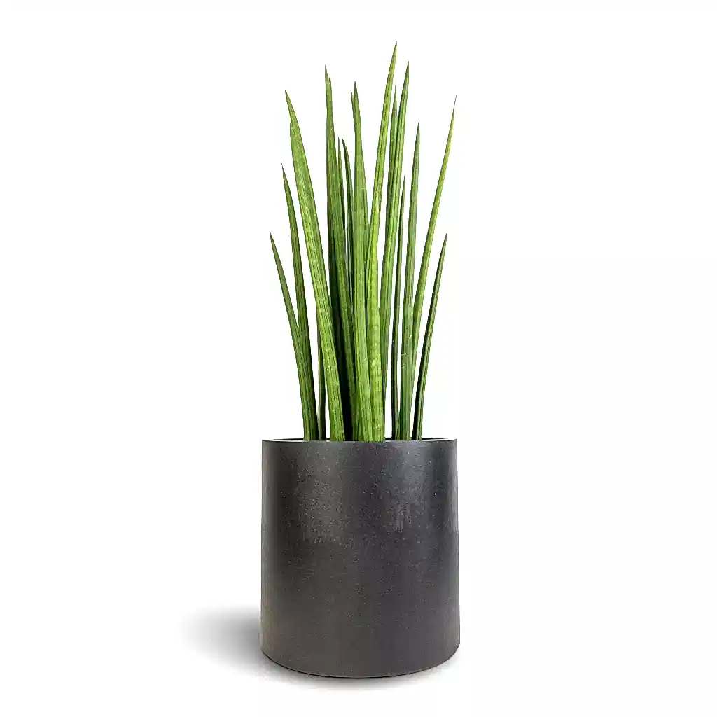 Sansevieria cylindrica Spikes - Cylindrical Snake Plant & Puk Natural Planter - Matt Black