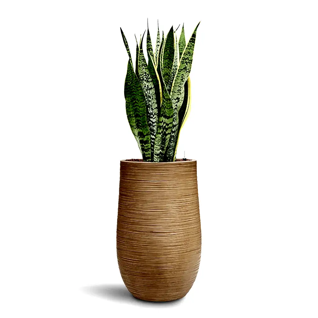 Sansevieria Laurentii HydroCare in Dune Partner - Almond - 35 x 110cm