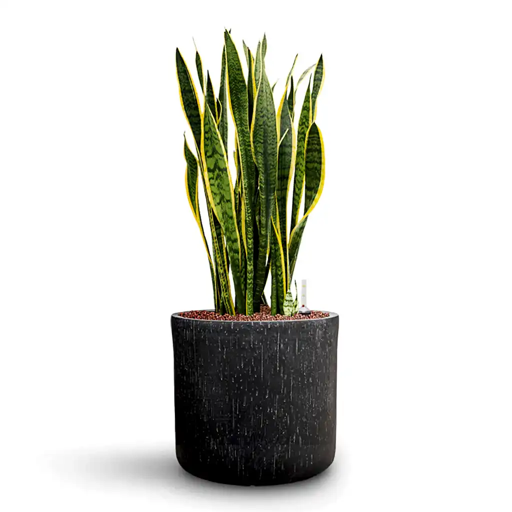 Sansevieria Laurentii HydroCare in Raindrop Round - Anthracite - 34 x 84cm