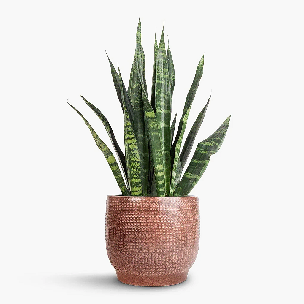 Sansevieria trifasciata Black Coral - Snake Plant & Lykke Plant Pot - Chestnut Blush