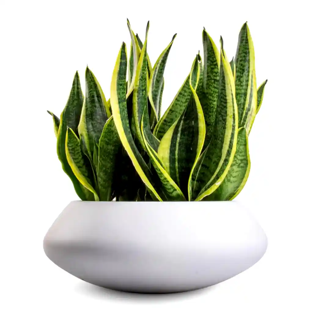 Sansevieria trifasciata Futura Superba &amp; Tara Essentials Bowl Planter - Matt White